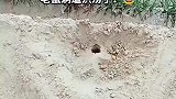 老鼠洞遭洪涝了，都快逃命啊