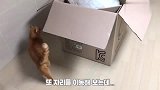 橘猫想看主人的箱子里有什么，却又爬不进去，橘猫：好尴尬呀