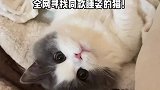 全网寻找同款睡姿的猫猫！