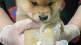 对了，选小柴犬不用太在意黑白嘴，长大都会白的