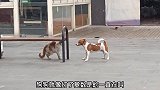流浪狗VS流浪猫，猫咪是不是打不过狗狗呢