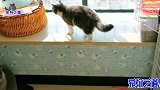 主人用没毛猫棒逗猫玩，遭到胖公猫嫌弃，这表情能承包一天笑点
