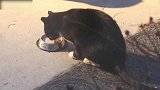 发现一只偷吃的猫咪，看这吃食的模样，你怕不是饿死鬼投胎