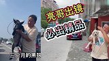 河南风雨过后便是晴天，亮哥帮粉丝淘狗一无既往，始终如一