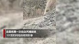 罕见！西藏护林员拍下3只成年雪豹同框视频：19年来首次见到