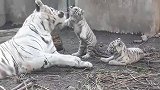 动物世界：母老虎在逗玩自己的幼崽，画面温馨！