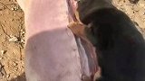 犬不是狗，打小就狠