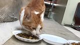 流浪猫来家要吃的，不给竟然不走了，怎么办啊