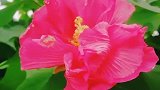 天府芙蓉花，故成都又有【蓉城】之称