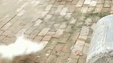 公鸡：别跑，把偷吃我家的粮食还给我！