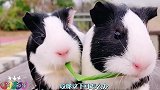 搞笑配音：妹子，迷路了是吧？跟我回家好不好