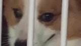 狗子：我还没进去呢，帮我开开门！