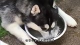 哈士奇一屁股坐在喷泉泉眼上，喷水的瞬间，二哈一脸的懵逼