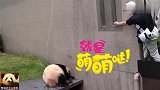 傲娇的熊猫结浜不听奶妈指挥，结果被泼水，赶紧躲开