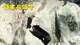 “美丽中国行”之探访国家公园：偶遇“熊出没”