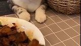 猫：这红烧肉真香，可以给我吃块吗！