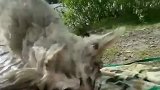 为什么女的弹不起来？