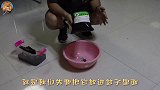 给独角仙做产房，压好十厘米木屑，大功告成坐等产卵