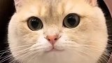 一直觉得猫咪长得不对劲，看到朋友发来的照片，我可算知道原因了