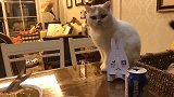 猫咪偷吃的假动作，一不小心就被骗了