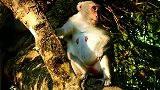 猴子肚子好大呀，都快生了还爬树