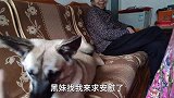 边牧兄妹在老家住了一个月，如今反客为主再不把小土狗放在眼里了