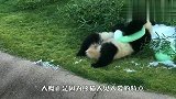 国宝大熊猫将被送回中国，饲养员依依不舍，熊猫举动太搞笑了