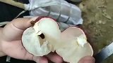 听说广州荔枝好吃，请问你们见过这么大的荔枝吗，里面是这样的哦