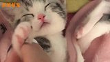 在猫咪熟睡时摸爪子会发生什么事网友：鼻血要出来了