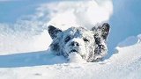 小狗被大雪遮住出不来，遇到好心人带它出来