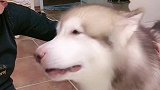狗狗有多会撒娇