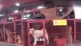 禁食狗肉法案通过，韩肉犬养殖者协会会长威胁：将在总统府前放200万只狗