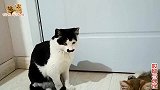 二哈猫当保镖，它专霸凌保护对象，堵美猫玩摸头杀，都烦死它了