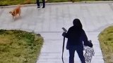 大型犬突然追赶路人，外婆紧紧护住孩子