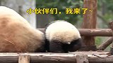 小熊猫：妈妈睡着了，溜了溜了，可以出去玩了！萌