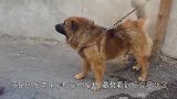 男子被藏獒“恐吓”，回家抱出自己的宠物，藏獒看到后很警惕