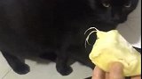 猫：快拿走，我不吃榴莲，好臭呀！