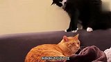 猫：来咱俩商量商量，随便和我一口吃的就行