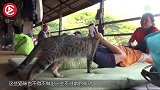 为了口吃的猫咪给人按摩，一脸不情愿，猫咪：生活所迫！