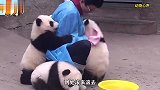 刚出生的熊猫每天都要洗澡，奶爸刚给一只擦完脚，又给下一只擦脸
