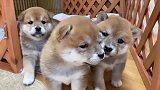 前方高萌！肉嘟嘟的小柴犬，这么可爱你确定不看