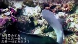 电鳗偷袭鲨鱼，一场大战一触即发，怎料一招鲨鱼就凉了