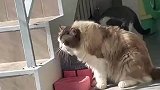 女生当面吐槽猫咪喝水慢，被猫咪眼神警告