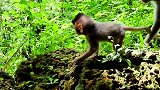 小猴子下大树的样子真好看，抓住妈妈的尾巴慢慢的下