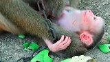 刚出生的小猴宝，恭喜猴妈