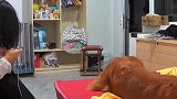 主人嫌冷让金毛关门