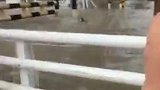8月7日，郑州陇海路下穿铁路立交被淹，市民被困限高护栏，郑州市政中心泵站所工作人员现场救援，有惊无险
