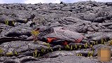这个低温火山 人进去还能活着出来 能当温泉泡吗？