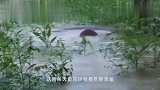 大雨之后,小村庄突然来了一群不速之客,村民乐开了花