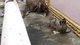 猴妈带小猴飞檐走壁，前一秒我还以为它要把小猴丢下悬崖！